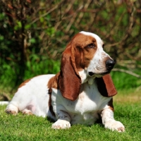 Picture of red and white coat Basset Hound