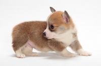 Picture of red and white coloured Welsh Pembroke Corgi puppy