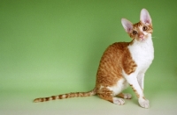 Picture of red and white cornish rex