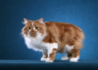 Picture of red and white Cymric cat