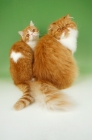 Picture of red and white Exotic Shorthair and Persian cats