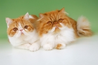 Picture of red and white Exotic Shorthair and Persian cats lying on green background