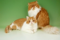 Picture of red and white Exotic Shorthair and Persian cats