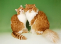 Picture of red and white Exotic Shorthair and Persian cats