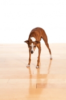 Picture of red and white Italian Greyhound