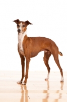 Picture of red and white Italian Greyhound