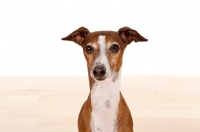 Picture of red and white Italian Greyhound, portrait