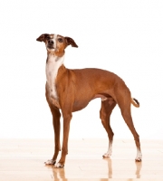 Picture of red and white Italian Greyhound on white background