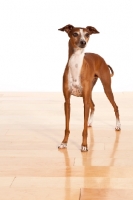 Picture of red and white Italian Greyhound standing on wooden floor