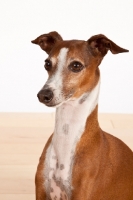 Picture of red and white Italian Greyhound, portrait