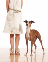 Picture of red and white Italian Greyhound standing next to girl