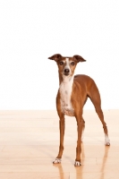 Picture of red and white Italian Greyhound