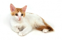 Picture of red and white La Perm kitten, lying down