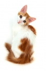 Picture of red and white La Perm kitten, sitting on white background