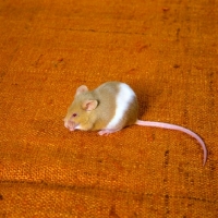 Picture of red and white mouse parti coloured,