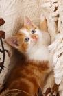 Picture of red and white non pedigree kitten