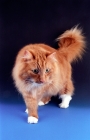 Picture of red and white Norwegian Forest cat
