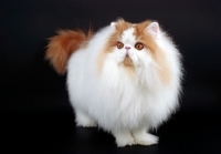 Picture of red and white persian cat on black background