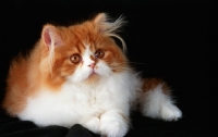Picture of red and white Persian