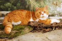 Picture of red and white selkirk rex