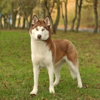 Picture of red and white Siberian Husky