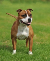 Picture of red and white Staffordshire Bull Terrier