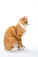 Picture of red and white tabby cat