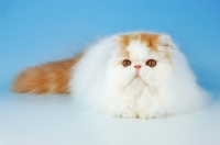 Picture of red and white van persian lying down