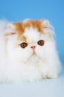 Picture of red and white van persian, portrait