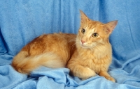 Picture of red Angora cat (aka Javanese / Oriental Longhair)