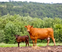Picture of Red Angus Cow and her calf
standing looking at camera.