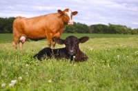 Picture of Red Angus Cow standing guard over her Black Angus Calf in grassy field.