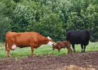 Picture of Red Angus cross cow licking her calf as a Black Angus cow looks on.
