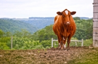 Picture of Red Angus cross cow standing in a pen near a silo looking at camera.