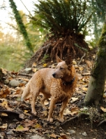 Picture of red Australian Cattle Dog near leafy vegetation