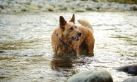 Picture of red Australian Cattle Dog standing in water