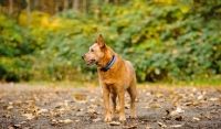 Picture of red Australian Cattle Dog