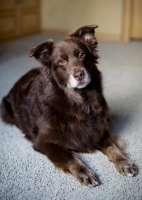 Picture of Red Australian Shepherd lying on carpet.