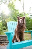 Picture of Red Australian Shepherd sitting on teal chair outdoors.