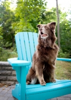 Picture of Red Australian Shepherd sitting on teal chair outdoors.