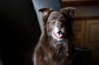 Picture of Red Australian Shepherd sitting on chair, indoors.