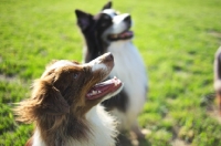Picture of red bicolor and black tricolor australian shepherds sitting together in a field