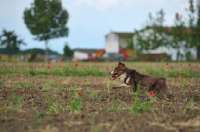 Picture of red bicolor australian shepherd running in a field