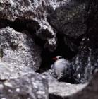 Picture of red billed tropic bird among lava rocks, galapagos islands