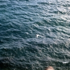 Picture of red billed tropic bird flying above sea, galapagos islands
