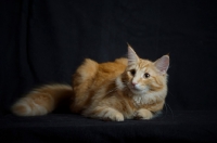 Picture of red blotched norwegian forest cat on black background