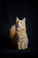 Picture of red blotched norwegian forest cat sitting, black background