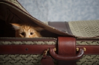 Picture of red blotched norwegian forest crouched in a suitcase