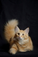 Picture of red blotched norwegian forest cat resting, black background