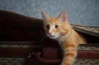 Picture of red blotched norwegian forest cat coming out of a suitcase